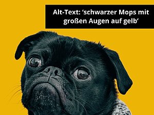 schwarzer Mops mit großen Augen auf gelbem Hintergrund, rechts oben Text auf Bild "Alternativtexte: schwarter Mops mit großen Augen auf gelb"