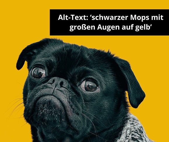 schwarzer Mops mit großen Augen auf gelbem Hintergrund, rechts oben Text auf Bild "Alternativtexte: schwarter Mops mit großen Augen auf gelb"